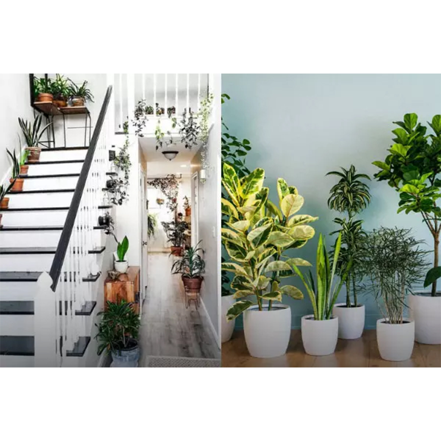 زیباترین روش چیدمان گل و گیاه آپارتمانی در خانه